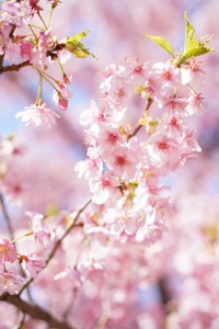 安倍川の桜② 2014.3.8