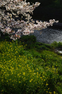 2017.4.15 桜②（静岡）