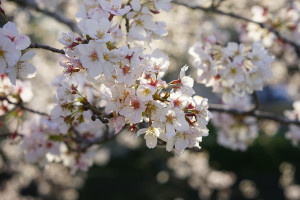 2017.4.15 桜（静岡）